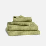 Fern