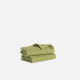 Fern